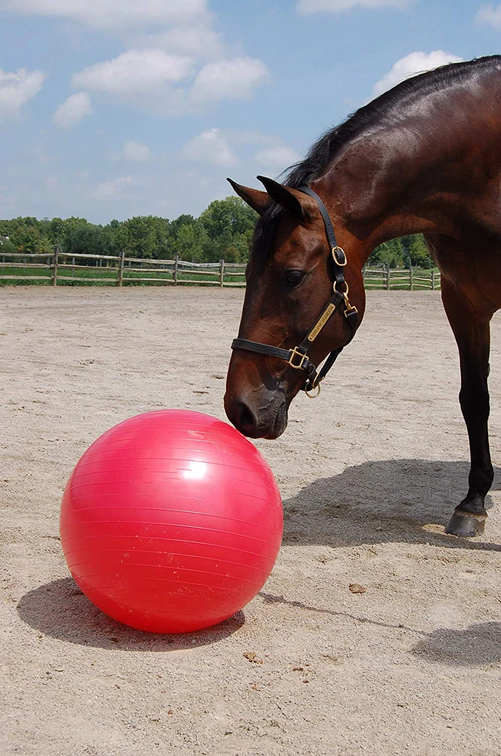 Herding Ball for Dogs Blue Heelers, Horse Ball & Ball Cover