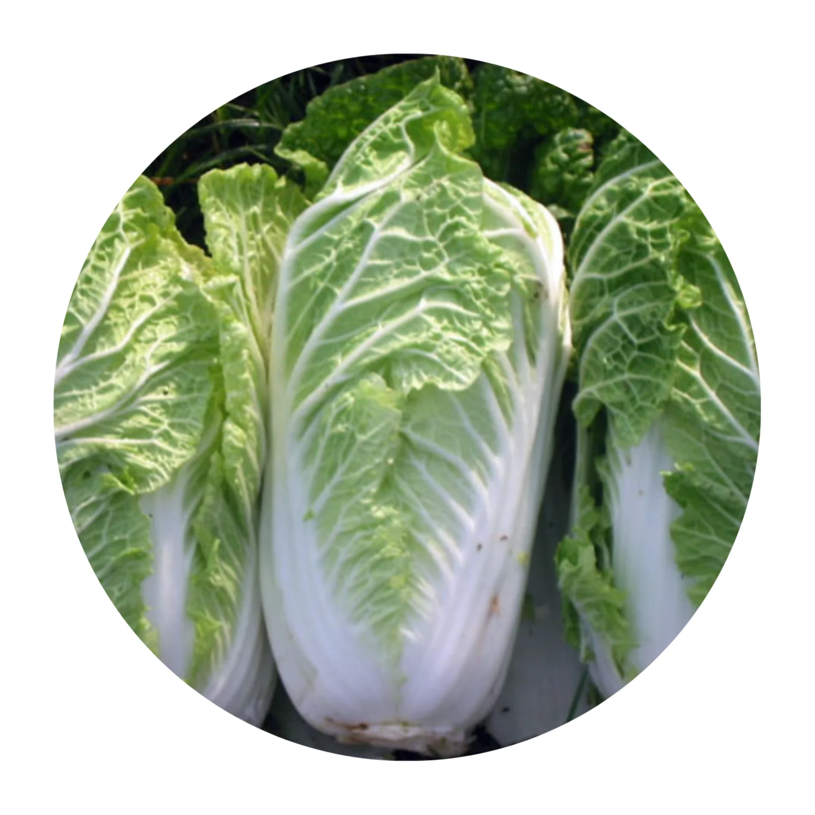 READY TO EXPORT! Fresh Chinese Cabbage - Napa Cabbage High Quality and Competitive Prices From Vietnam 2023