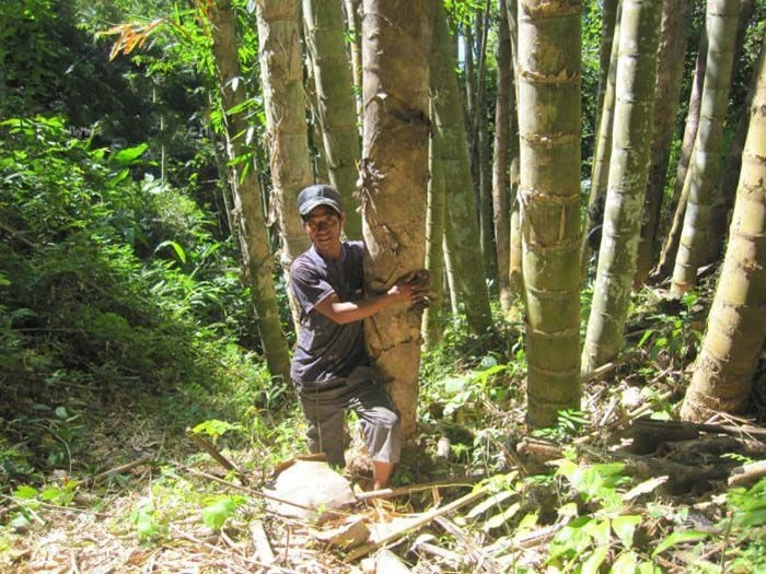 hua xian zi 2021 Limited Supply Largest Tropical Bamboo giant bamboo seeds