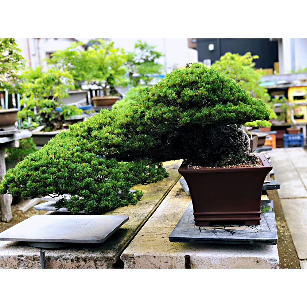 
Japanese real big garden tree bonsai easy to grow with kinds of Japanese bonsai 