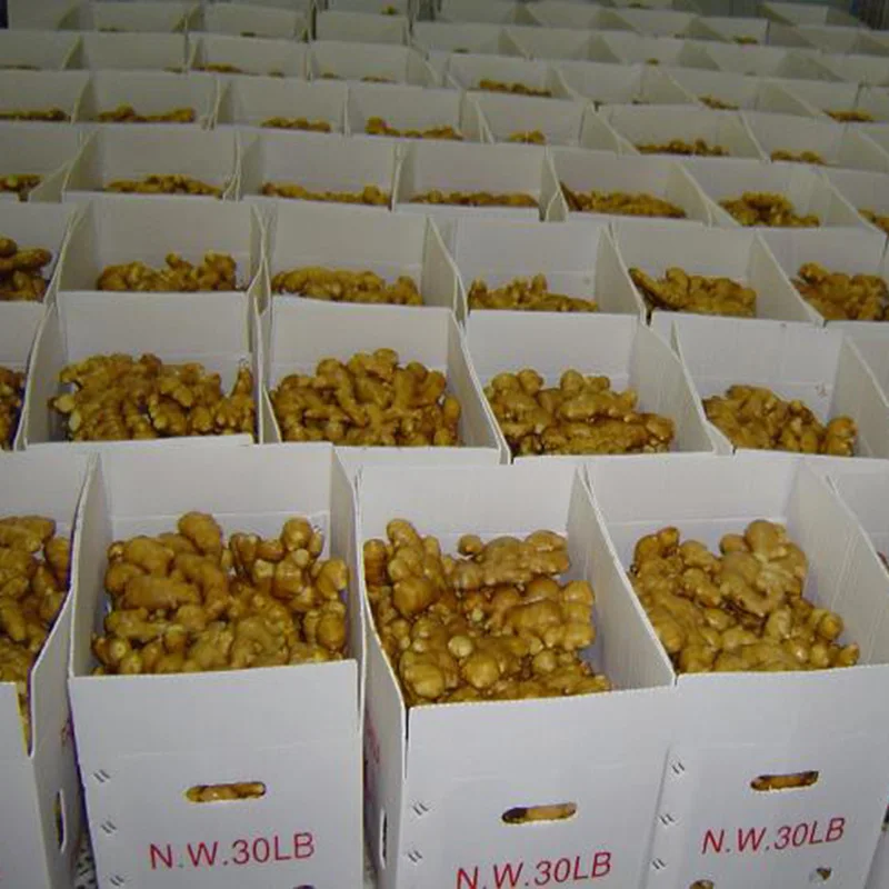 latest products 2024 China low price dried bulk big spicy mature dry ginger for ginger oil