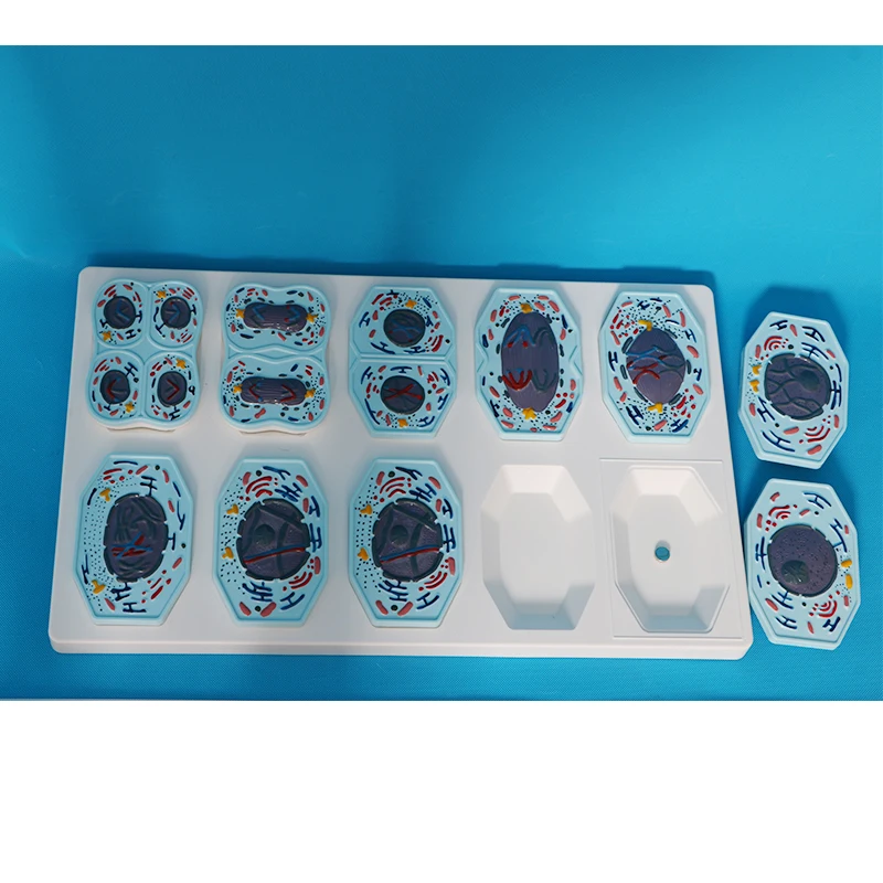 Biological teaching instruments - Animal cell models