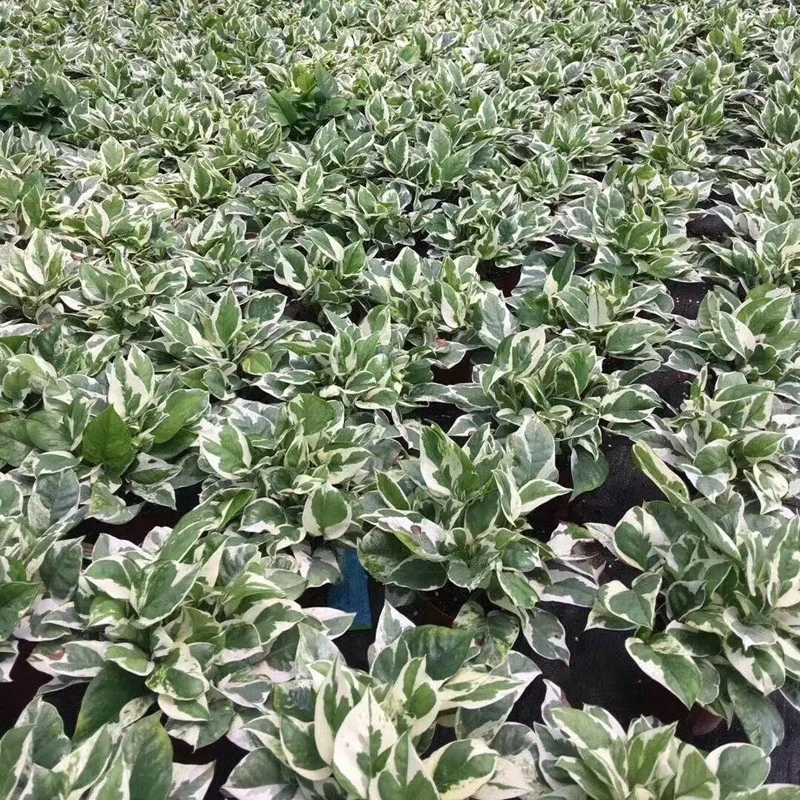  Прямая продажа по низкой цене высокое качество Scindapsus aurea серебряный кос декоративные зеленые листва живые растения