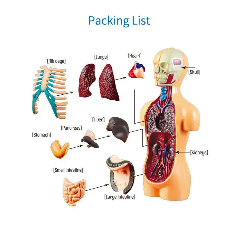 2025 наука модель тела человеческого туловища Манекен скелета Анатомия анатомические медицинские внутренние органы