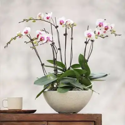 2023 Factory Wholesale High Quality And Reasonable Price Durable Reusable Cement Flowerpot