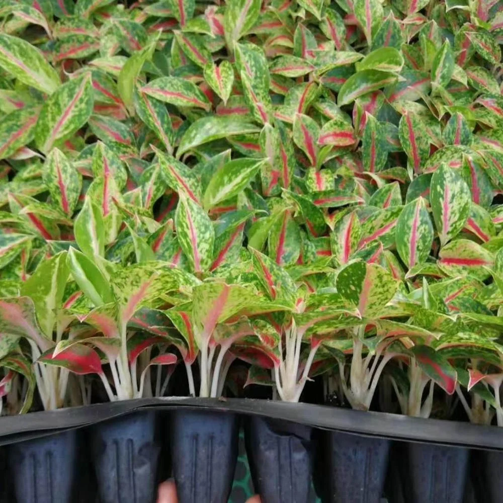 Культура тканей растений рассады, стилизованные под языки пламени рассада