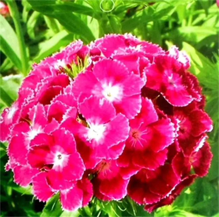 Садовый розовый высококачественный Ландшафтный цветок, домашнее растение, семена диантуса плумариуса