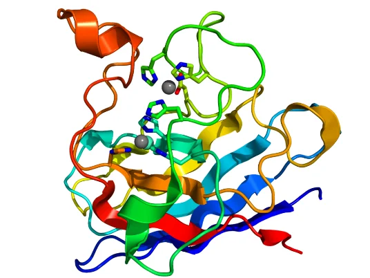 Superoxide dismutase helps break down potentially harmful oxygen molecules in cells
