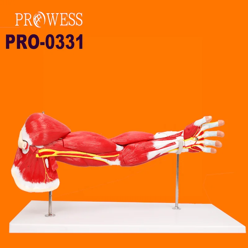 PRO-0331 medical science Upper Limb muscle nerve ligament functional elbow joint skeleton Detachable arm anatomy model