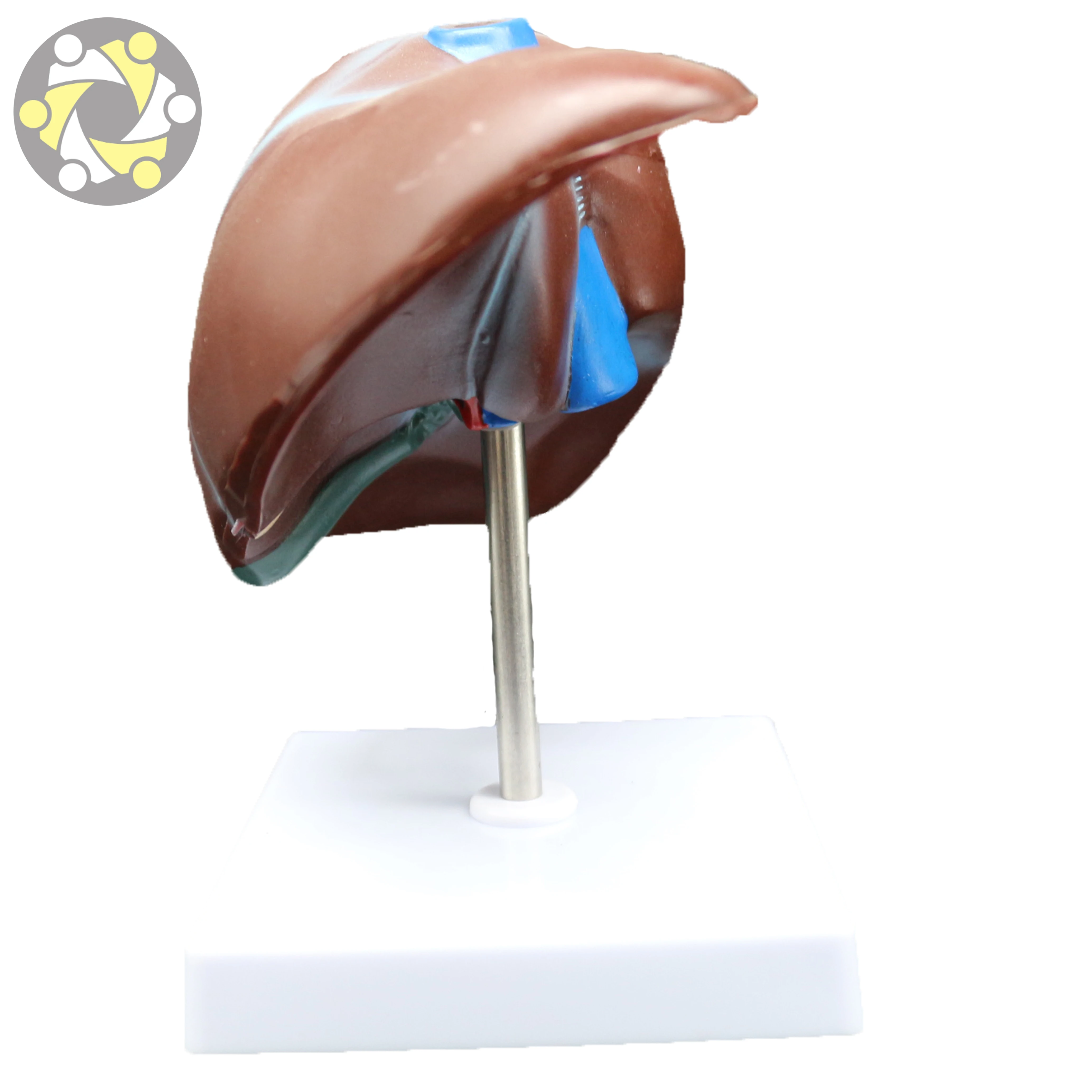 Medical human liver structure model Medical model of liver with gallbladder