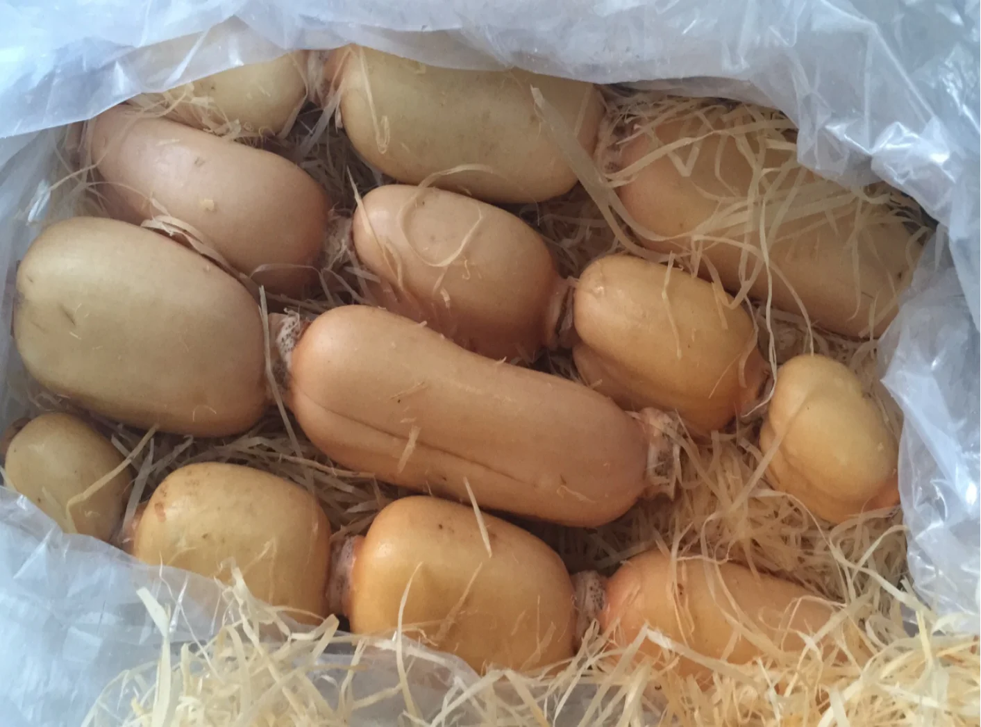 Большая оптовая продажа свежих корней лотоса