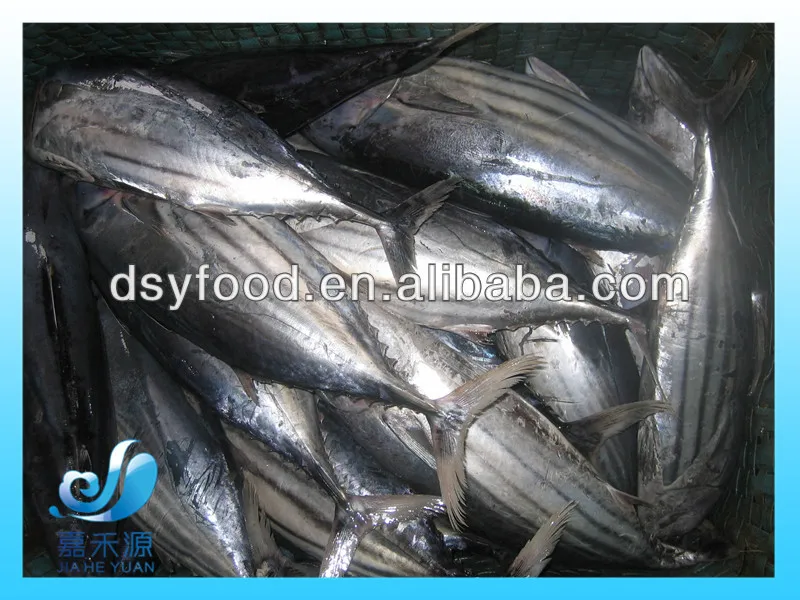 Frozen skipjack tuna whole round