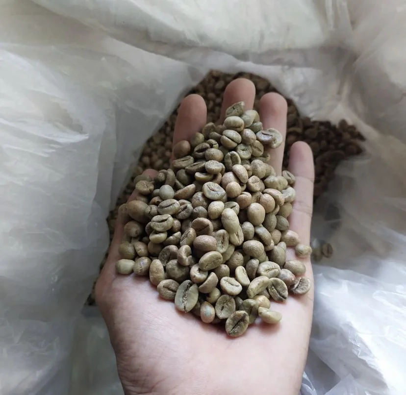 Robusta S16-чистые зеленые кофейные зерна оптовый поставщик из Вьетнама 100% натуральные хорошая цена низкий минимальный