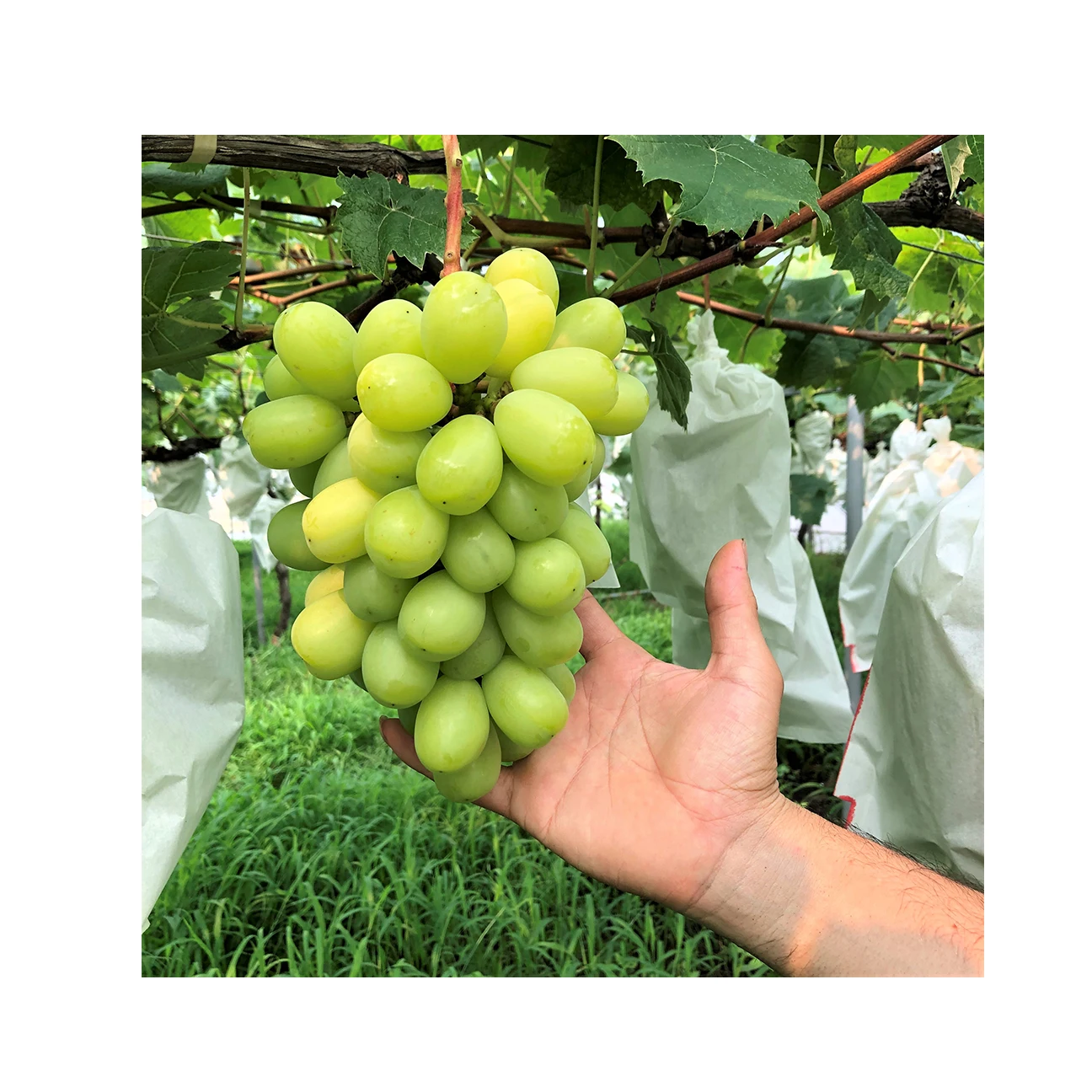 
Japanese healthy vitamin rich shine muscat natural fruits for wholesale 