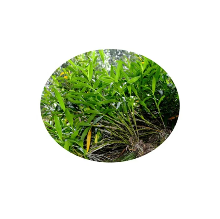 Cosmetic Raw Material Shi Hu Dendrobium Nobile Extract Powder with Best Price