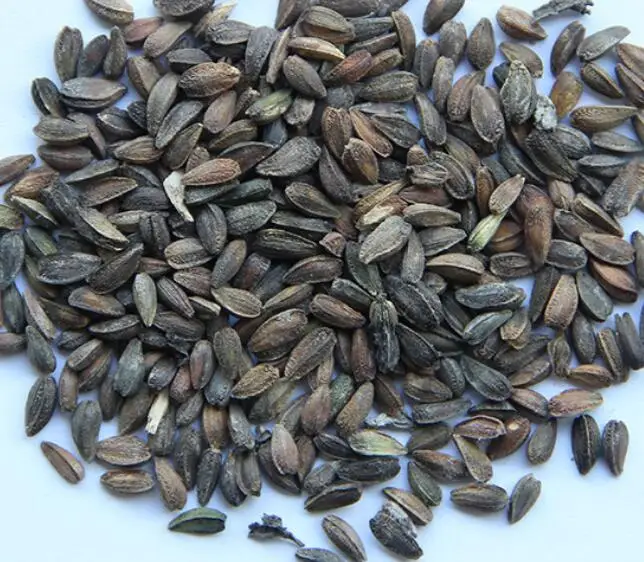 Fei zhou ju dry vegetable Natural Transvaal or Gerbera daisy Gebera Jamesonii seeds