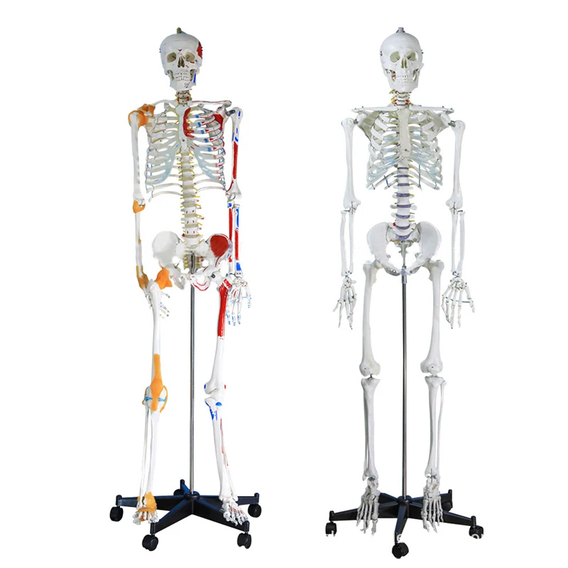Hot Sale Medical Science Medical Anatomical Model Anatomy Model Human Skeleton Model