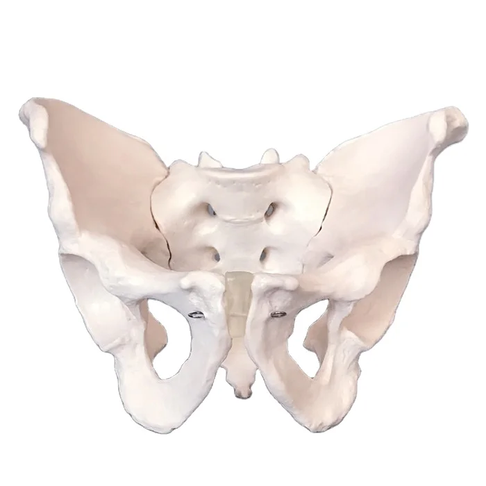 Life-size Male Pelvic Model Pelvis