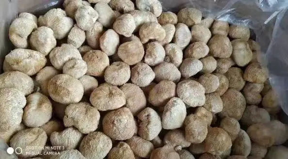 
100% Pure natural whole dry lions mane mushroom 