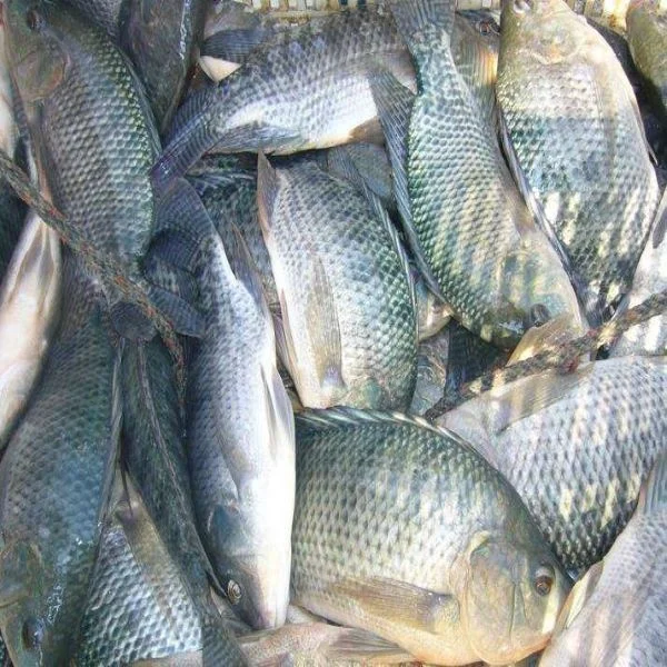 
fresh frozen nile tilapia fish buyer from Africa 