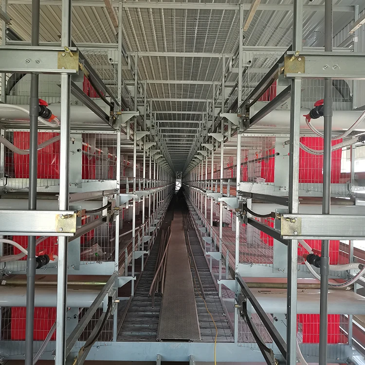 Modern Poultry Farm Equipment H Type Baby Chicks Feed House Automatic Battery Broiler Chicken Cage System For 50000 Birds