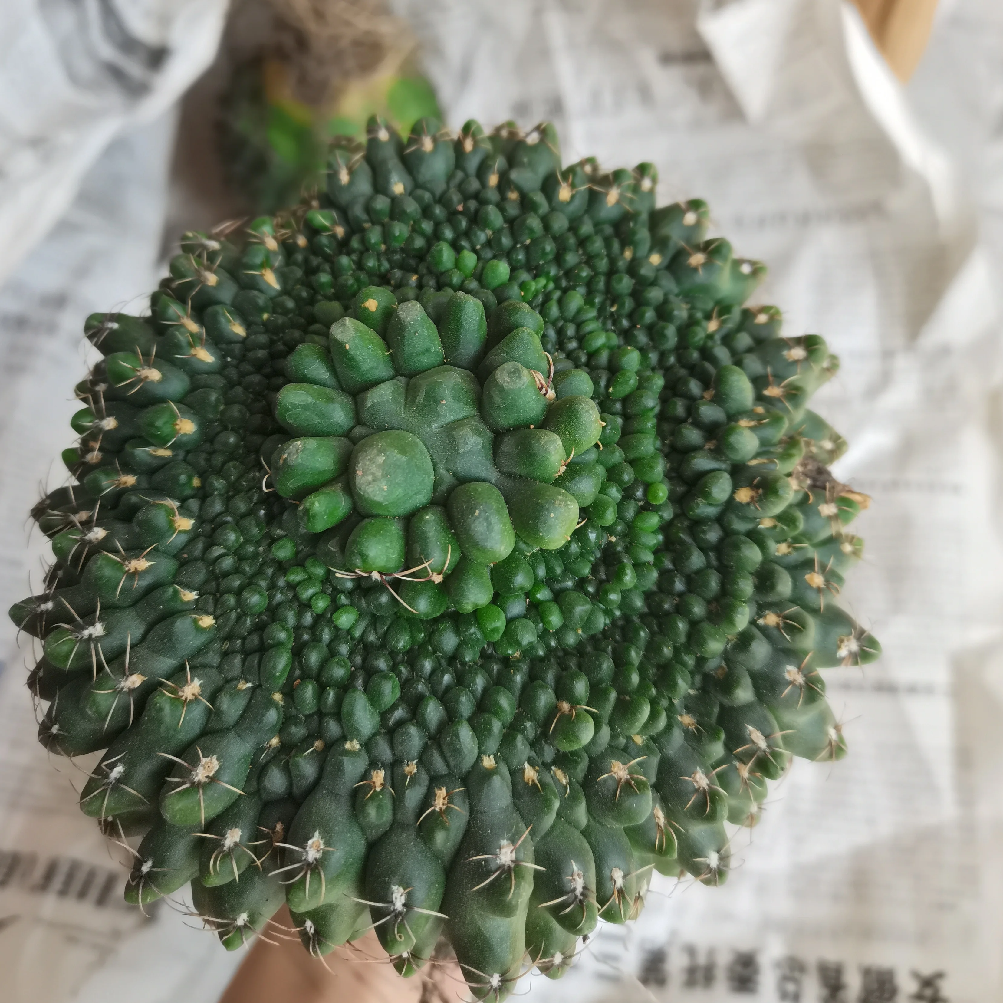 
wholesale real cactus Gymnocalycium baldianum cristata natural plant live woody plants decorate office home garden 