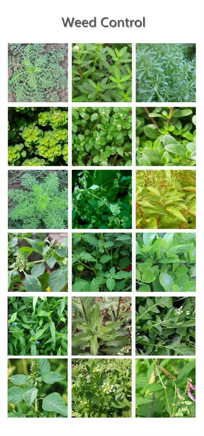 Agricultural Chemicals Fomesafen Herbicide Fomesafen 250g/L Herbicida For Soybean