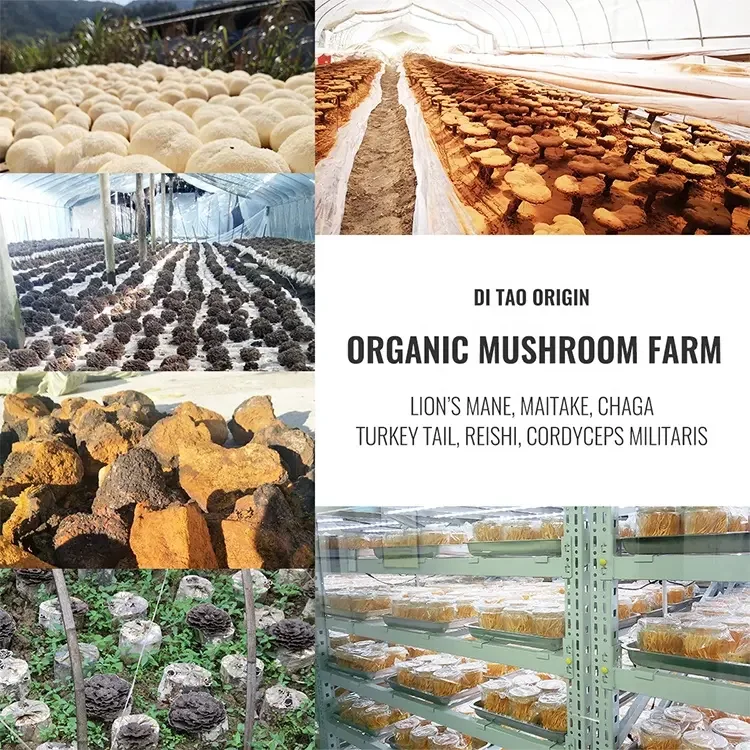 10:1 30:1 Reishi Mushroom Extract Powder Ganoderma Lucidum Powder Reishi Dual Mushroom Extract Powder