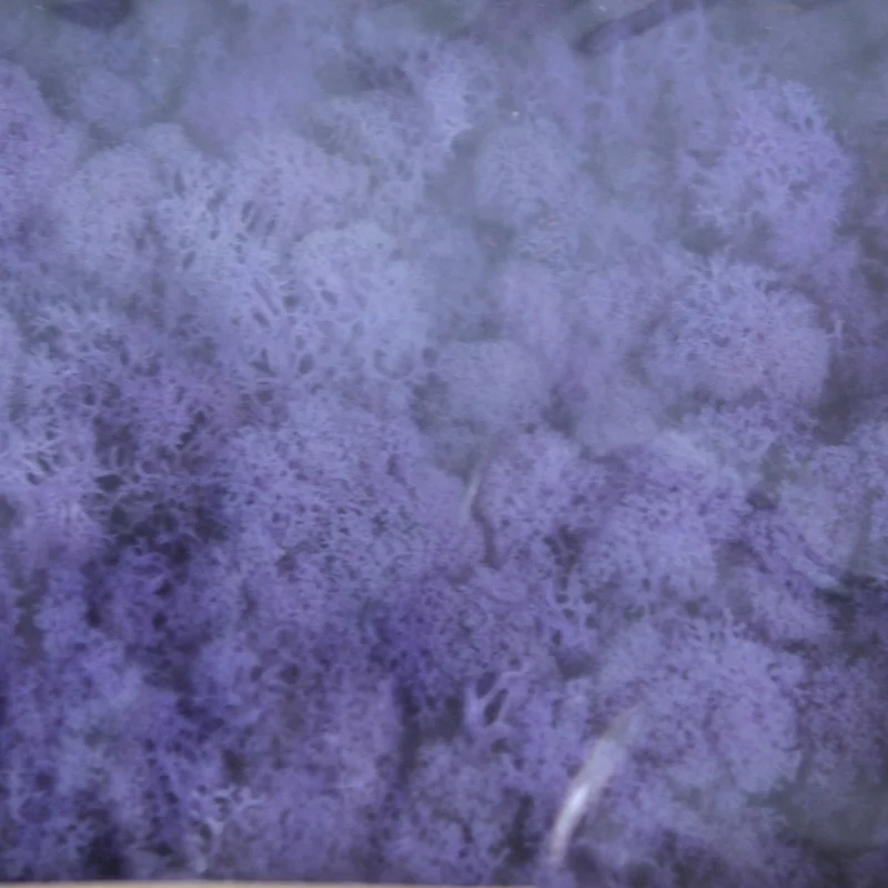 wholesale purple natural non-artificial reindeer preserved moss grass roses flower stabilized for wall decoration