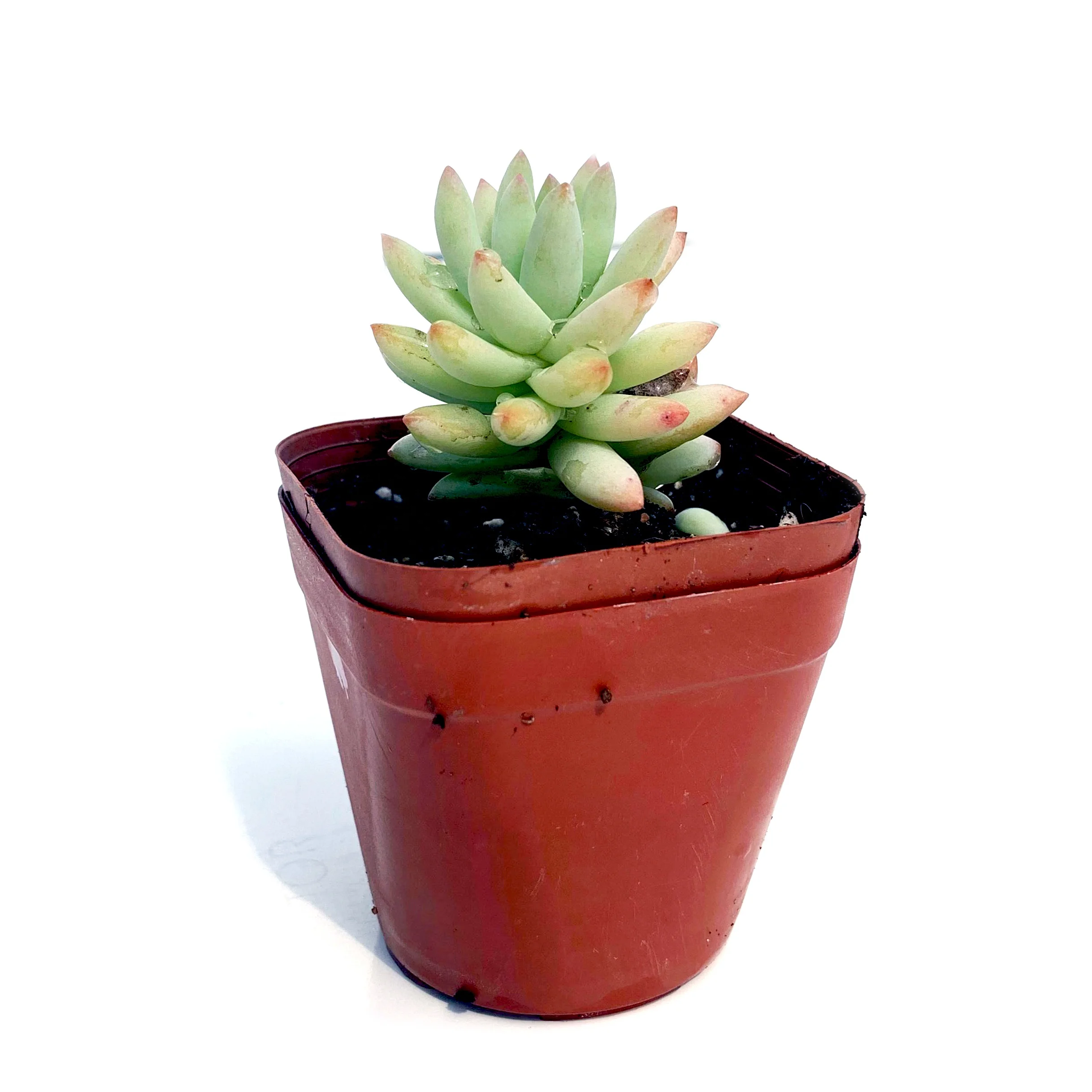 
wholesale New design Haworthia cooperi Baker farming succulent plants for Home and Office Decor 