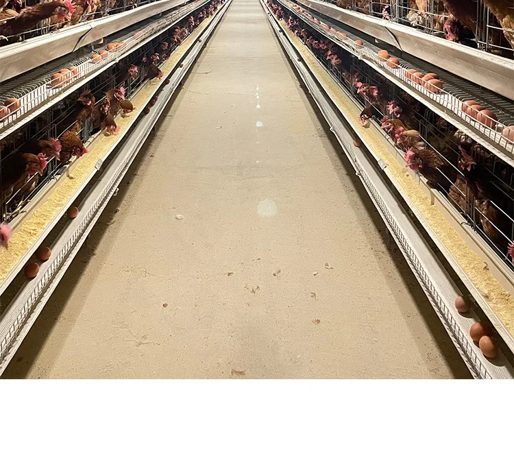 chicken cages egg layer chicken cage 3 chicken with cages egg layer for sale