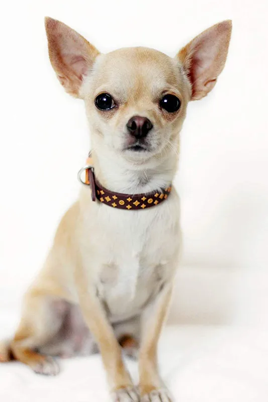 Wholesale Luxury Designer Strong Nylon  Dog Collar With Waterproof Rubber And Metal Hardware