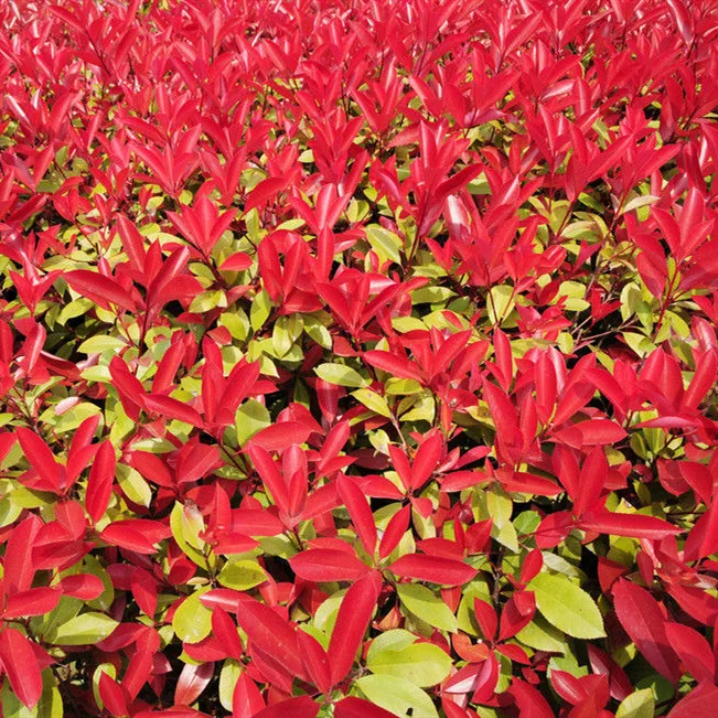 High Quality Natural Plants Seeds Photinia X Seeds For Planting