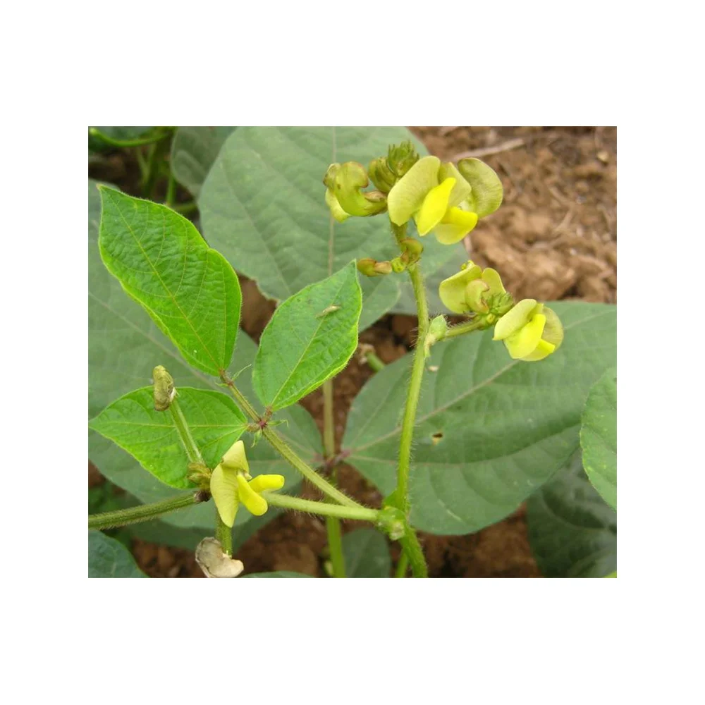 
Myanmar mung bean mung bean peeled mung bean cleaning 