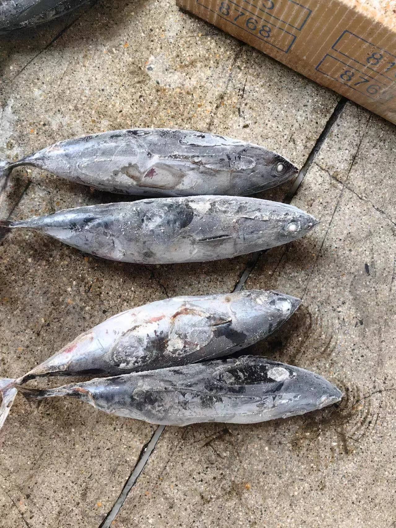 Premium Quality Seafood Frozen Bonito Fish for Africa Client