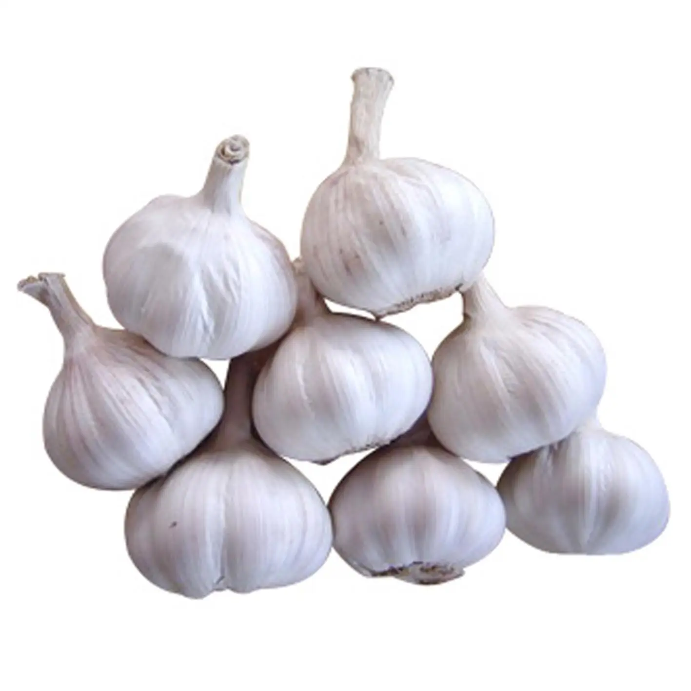 chinese normal white garlic supplier for exporting