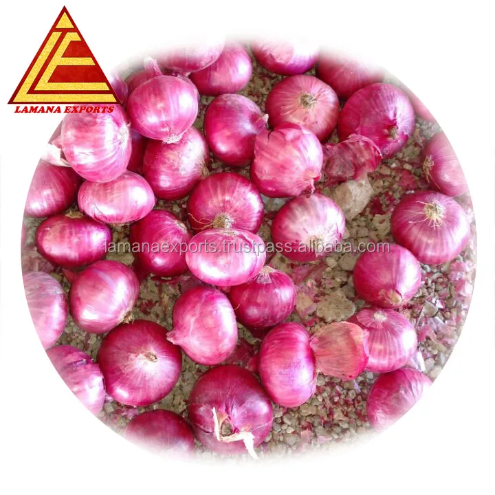 
Fresh Nashik Onion for Vietnam 35mm up Above Premium Quality Non-peeled COMMON Round Liliaceous Vegetabless 