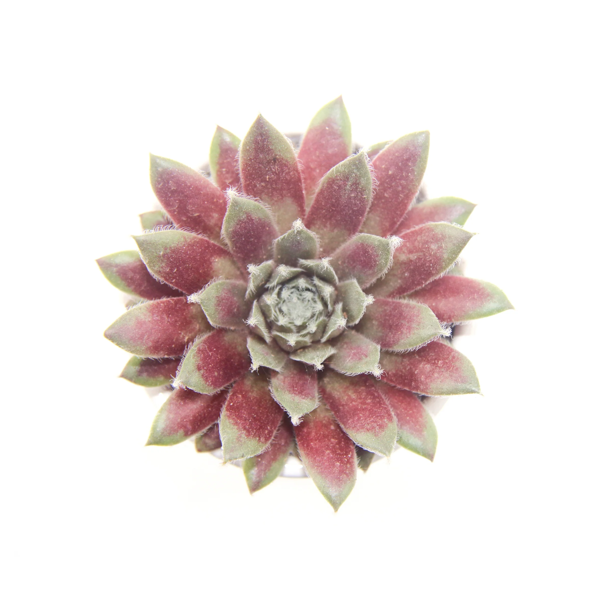 Натуральные Редкие горячие продажи, суккуленты, живое растение Sempervium tectorum для дома и сада, детский сад