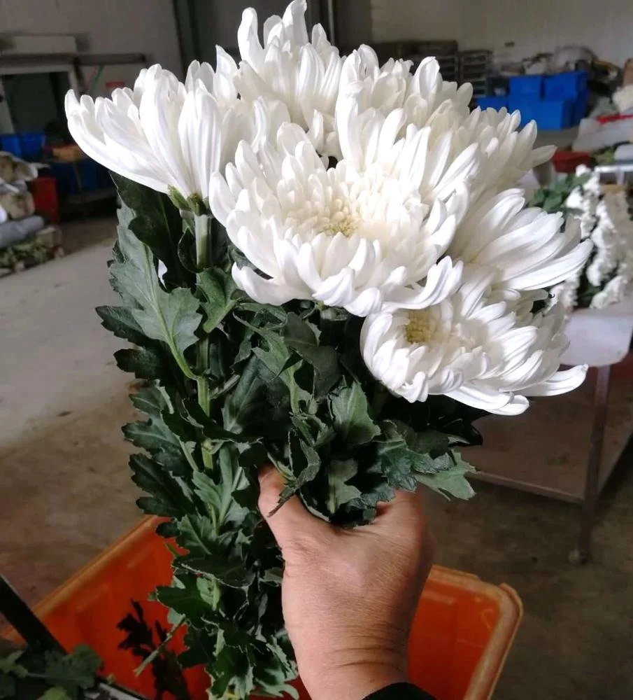 
Fresh cut flowers chrysanthemum 