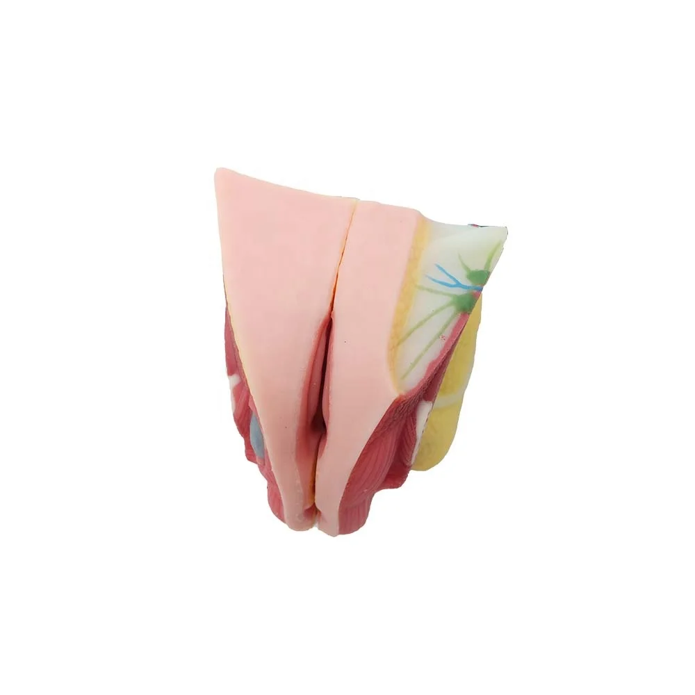 China Manufacturer Silicone Of Female Reproductive System Kidney Anatomical Model High Simulation Anatomy Models