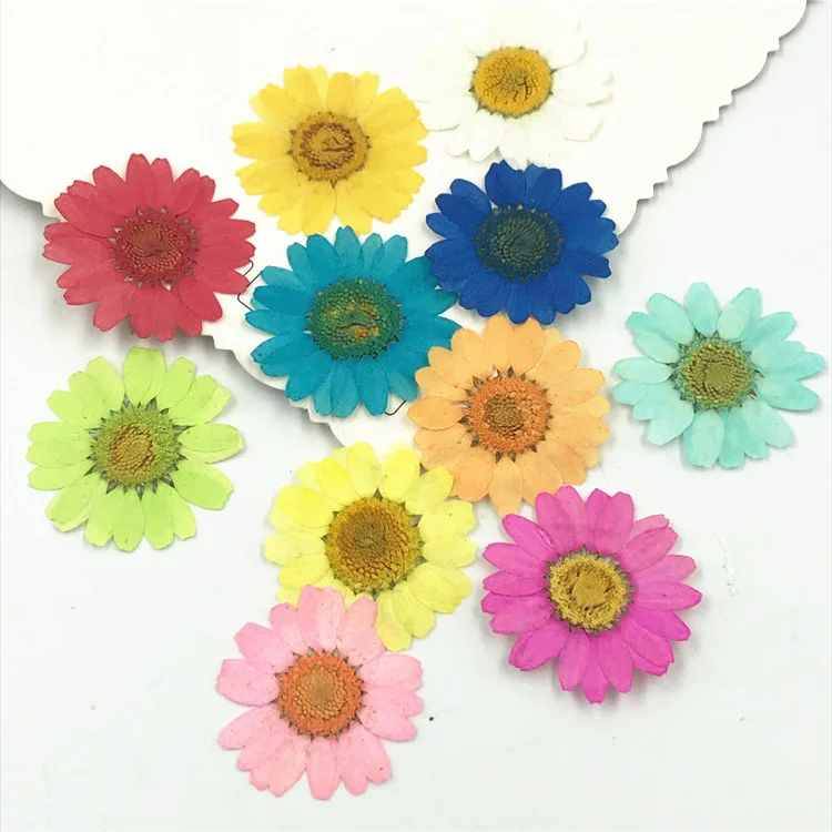 amazon hot sale colorful 2-3cm single head daisy real dried pressed flower resin for bookmark pendant