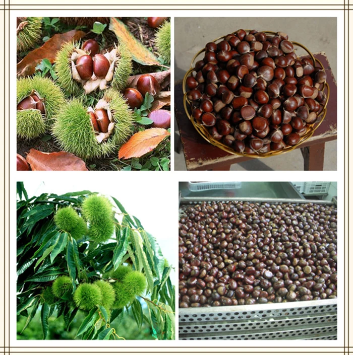 fresh chestnuts-4.jpg