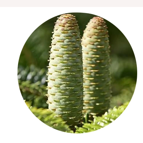 2021 Fresh High Disease Resistance Abies Fabri/Hot Sale High Quality Leng Shan Seeds/New arrival Fir tree seeds