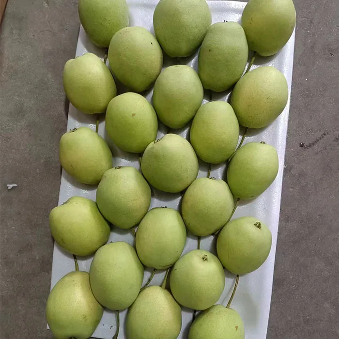 Новый сезон зеленый Шаньдун/nashi груша/песчаная груша