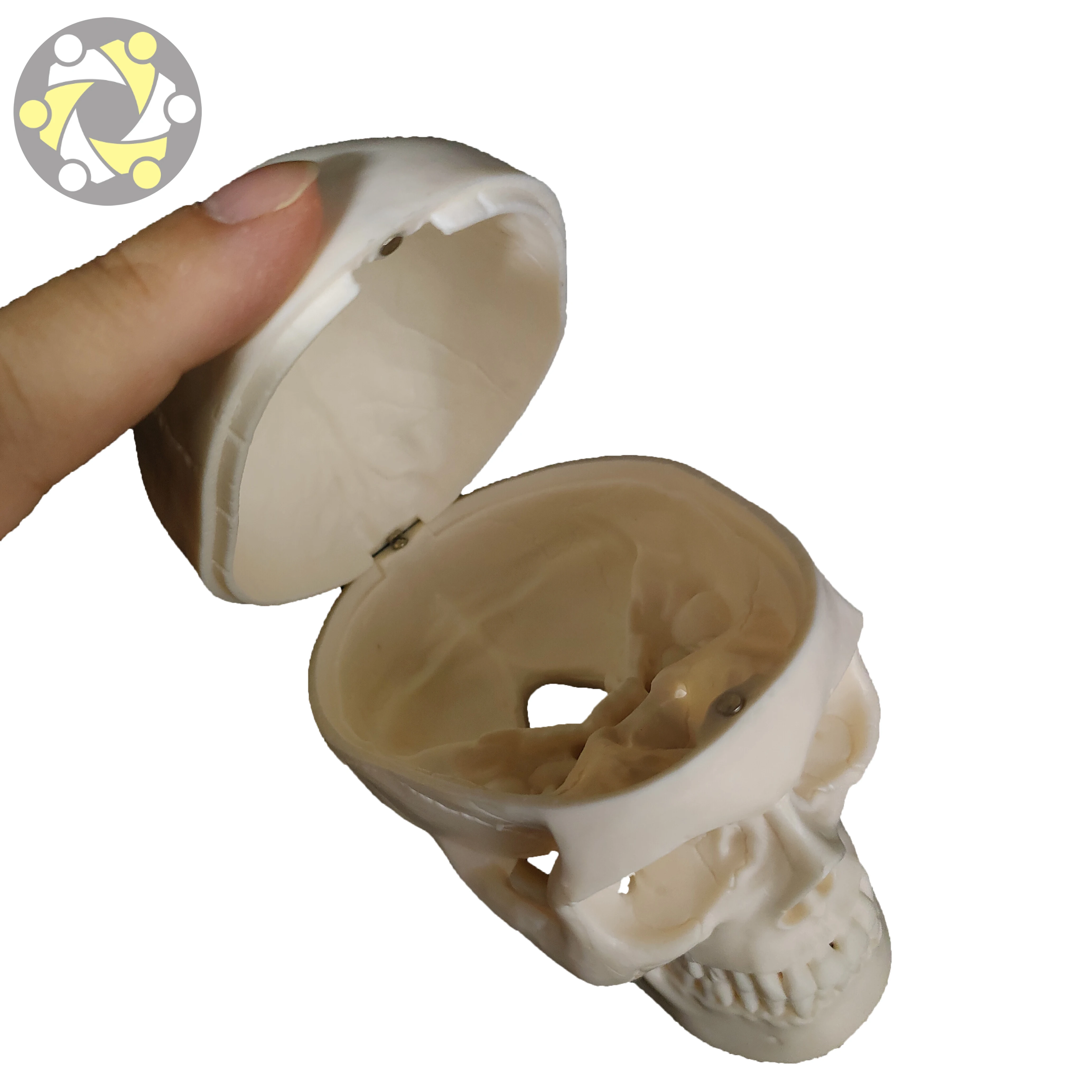 Medical Science Human Mini Skull Skeleton Model with Magnet Function