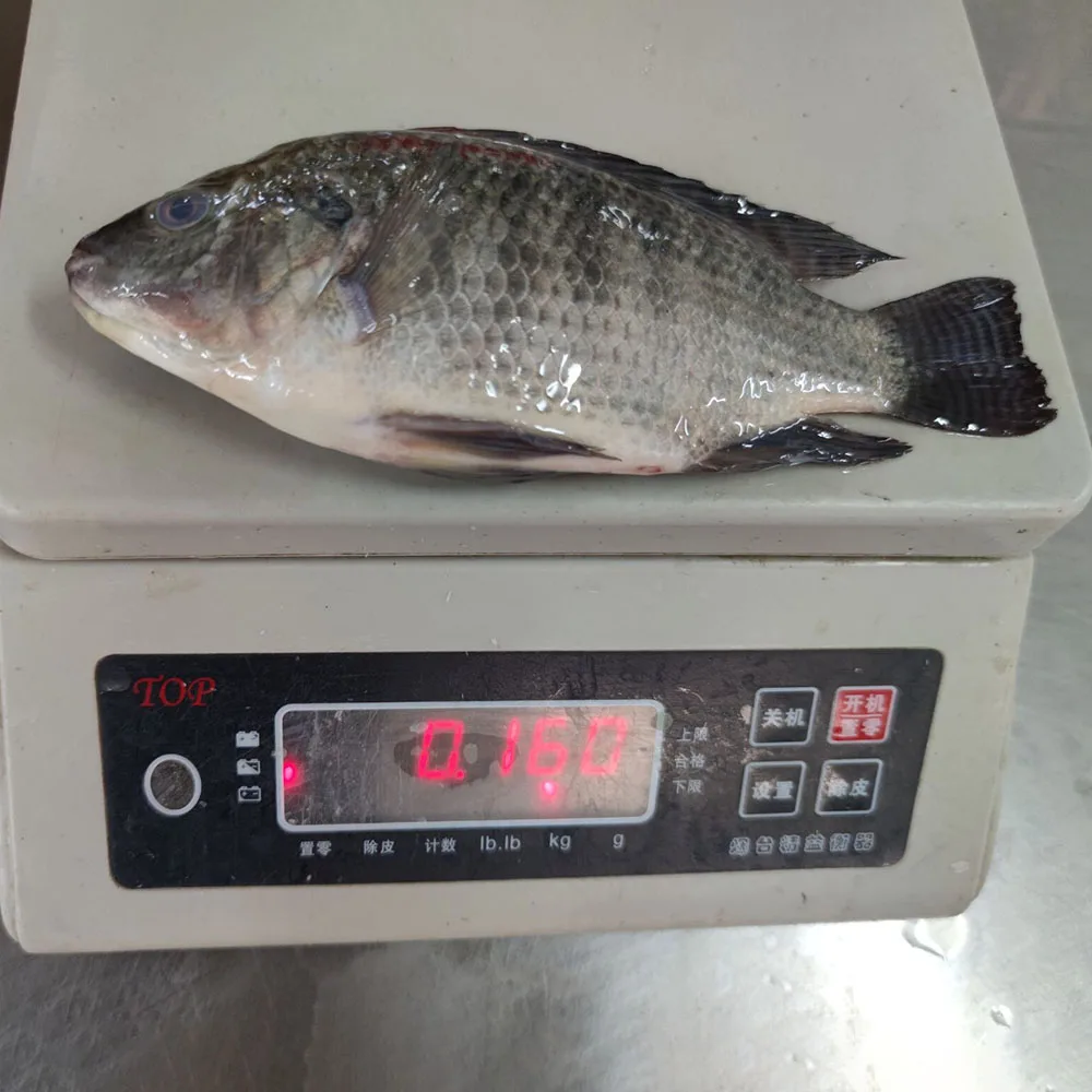 Китайская замороженная рыба Тилапия 300-500 г 200-300 г 100-200 г 600-800 г 200-1000 г 15%-20% остекление целиком замороженная Тилапия выпотрошенная и очищенная
