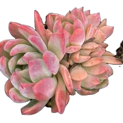 
WB55 Echeveria Snow Ball x Brendtii Natural Succulents Live Plant Korean Succulents Gardening Floral Woody Plant 