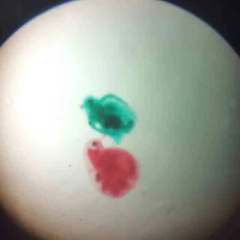 100 Items Animal Insect and Histology Specimen Prepared Slides Laboratory Apparatus Zoology Microscope Slides