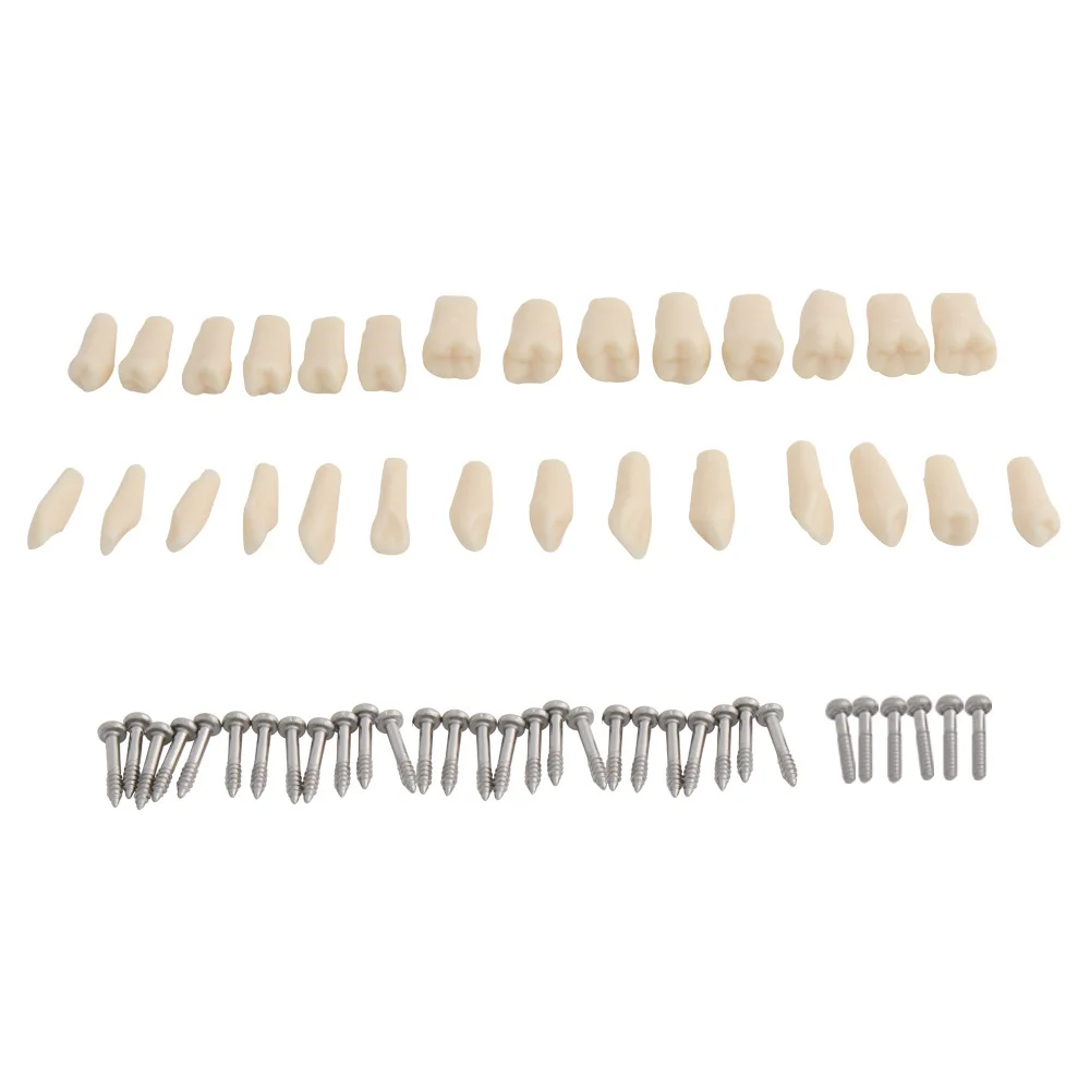  Dental orthodontic prosthetic removable ADC teaching model kit of 32 teeth