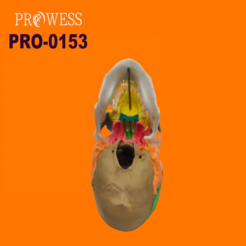 PRO-0153 Colored Human Skull Model Medical Anatomical for Medical Teaching